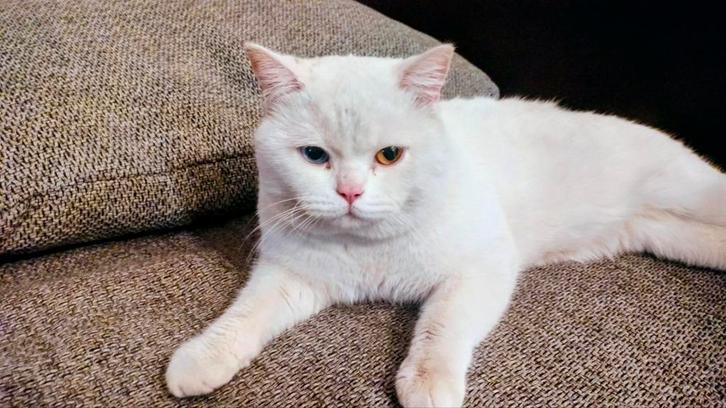 Unieke Kater met 2 oog kleuren, Dieren en Toebehoren, Katten en Kittens | Overige Katten, Kater