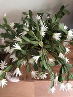Witte paascactus , stekjes gezocht, Huis en Inrichting, Kamerplanten, Ophalen of Verzenden, Halfschaduw, Minder dan 100 cm
