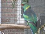 Gevraagd: Princess en Barnard, Dieren en Toebehoren, Vogels | Parkieten en Papegaaien, Meerdere dieren, Parkiet, Geringd