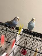 Grasparkieten, Dieren en Toebehoren, Vogels | Parkieten en Papegaaien, Vrouwelijk, Parkiet, Pratend