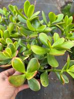 Crassula, Ophalen of Verzenden, Overige soorten, Minder dan 100 cm