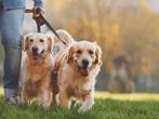 Hondenuitlaatservice / hondenuitlaat service / dog walking, 33 - 40 uur, Overige vormen