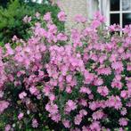 Zaden Malva moschata roze, Tuin en Terras, Verzenden, Voorjaar, Volle zon, Zaad