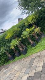 Palmboom, Ophalen, Volle zon, Palmboom