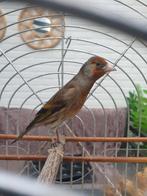 bastaard parva putter man, Mannelijk, Wildzangvogel, Geringd