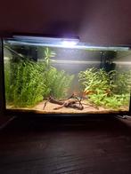 Aquarium Superfish quadro 40, Dieren en Toebehoren, Ophalen, Zo goed als nieuw, Gevuld zoetwateraquarium