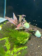 Vis , garnalen en planten, Ophalen, Gevuld zoetwateraquarium