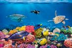 Onderwater behang Eiland, koraal, vissen, Muurdeco4kids, Verzenden, Minder dan 10 m², Onderwater, koraal, vissen,