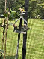 Putters, Dieren en Toebehoren, Vogels | Overige Vogels, Meerdere dieren, Wildzangvogel