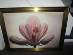 Groot schilderij bloem in gouden zware lijst als nieuw, Ophalen, 50 tot 75 cm, Zo goed als nieuw, Schilderij
