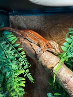 Gargoyle gekko koppel, Dieren en Toebehoren, Hagedis, 0 tot 2 jaar