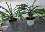Clivia"s, Ophalen, Halfschaduw, Minder dan 100 cm
