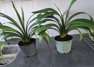 Clivia"s beschikbaar voor biedingen