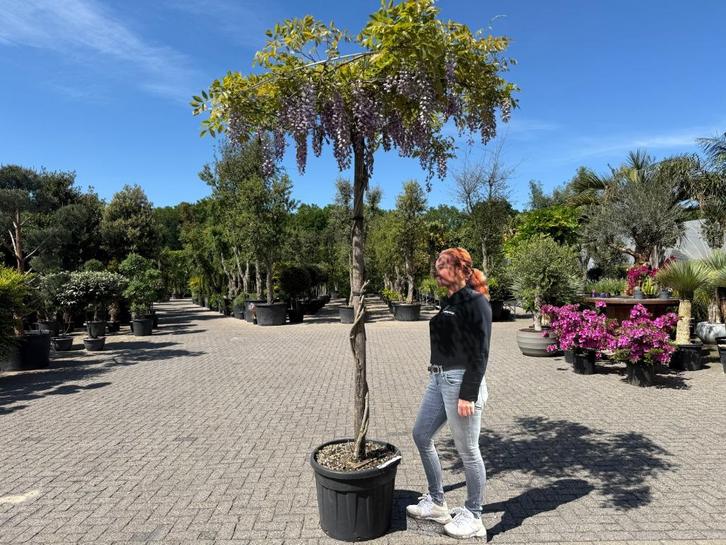 Wisteria sinensis dakboom (Blauwe regen) parasol te koop!!, Tuin en Terras, Planten | Bomen, Dakboom, 250 tot 400 cm, Volle zon