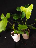 Anthurium balaoanum (Flamingo plant) incl pot, Huis en Inrichting, Kamerplanten, Overige soorten, In pot, Minder dan 100 cm, Bloeiende kamerplant