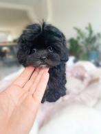 Aziatische Maltipoo TeaCup teefje pup (Maltezer/Toy Poedel ), Particulier, Rabiës (hondsdolheid), Overige rassen, 8 tot 15 weken