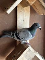 Perfecte Postduif, Dieren en Toebehoren, Vogels | Duiven, Vrouwelijk, Postduif