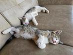Twee lieve schattige kittens, Meerdere dieren, Kortharig, 0 tot 2 jaar