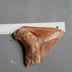 Haaientand, megalodon, Ophalen of Verzenden, Fossiel