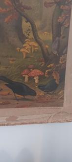 Antieke schoolplaat bosvogels, Antiek en Kunst, Ophalen of Verzenden