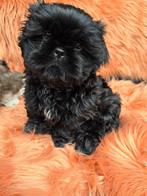 BOOMERS (NOG 3 PUPS OVER), Overige rassen, CDV (hondenziekte), 8 tot 15 weken, Meerdere