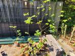 Tamme kastanje, Tuin en Terras, Ophalen, Minder dan 100 cm, Overige soorten, Volle zon