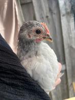 Lief orpington kriel haantje, Dieren en Toebehoren, Pluimvee, Mannelijk, Kip