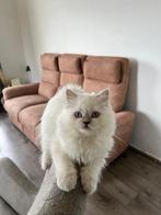 Een mooie kater, ras: Ragdoll., Dieren en Toebehoren