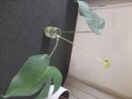 Monstera plant, Huis en Inrichting, Kamerplanten, Ophalen, Overige soorten, Minder dan 100 cm