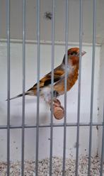 Putter x kanarie man 2025, Dieren en Toebehoren, Vogels | Kanaries, Mannelijk, Bastaard