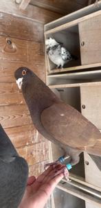VERMIST POSTDUIF, Dieren en Toebehoren, Vogels | Duiven, Mannelijk, Postduif