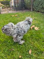 Zijdehoender usa haantje gratis, Dieren en Toebehoren, Mannelijk, Kip