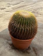 Echinocactus XXL, Huis en Inrichting, Kamerplanten, Cactus, Minder dan 100 cm, Halfschaduw, Ophalen
