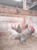 Broed eieren friese krielkippen verschillende kleuren, Dieren en Toebehoren, Meerdere dieren, Kip