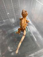 Wimpergekko nr.3 (Correlophus ciliatus), Dieren en Toebehoren, Hagedis, 0 tot 2 jaar