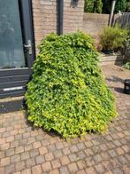 Japanse Esdoorn groen 130 hoog, Tuin en Terras, Ophalen, Bloeit niet, 100 tot 250 cm, Treurboom