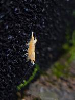 🦐 Snow White Garnalen - Parel in uw Aquarium, Dieren en Toebehoren, Vissen | Aquariumvissen, Kreeft, Krab of Garnaal, Zoetwatervis