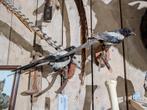 opgezette ekster legaal! full body mount jacht vogel hert, Verzamelen, Dierenverzamelingen, Ophalen, Gebruikt, Vogel, Opgezet dier
