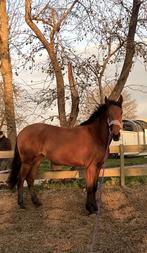 Leuke werkwillige merrie, Dieren en Toebehoren, Paarden en Pony's | Dekens en Dekjes, Ophalen