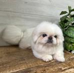 Pekingees reu, Rabiës (hondsdolheid), Reu, Eén hond, Pekingees of Dwergspaniel