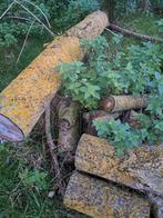 Boomstammen populier haardhout, deels gedroogd, Minder dan 3 m³, Ophalen, Overige houtsoorten, Stammen