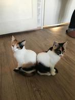 Whit rood zwart, Poes, Ontwormd, 0 tot 2 jaar