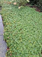 geranium cantabrigiense Biokovo en Cambridge, Ophalen, Halfschaduw