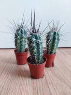 Kleine Cactussen H: 15 - 17 cm. Ø 5,5 cm. 3 voor € 7,-, Ophalen, Cactus, Minder dan 100 cm, Volle zon