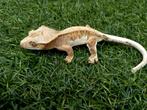 1.0 wimpergekko Tiger Lilly White 2024, Hagedis, Tam, 0 tot 2 jaar