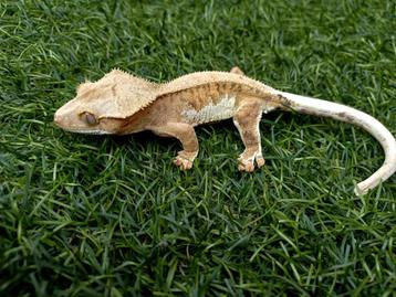 1.0 wimpergekko Tiger Lilly White 2024 beschikbaar voor biedingen