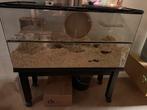 Gerbil gerbilarium met 1 gerbil terarium knaagdierkooi, Dieren en Toebehoren, Juni, Mannelijk, Overige typen, Tam