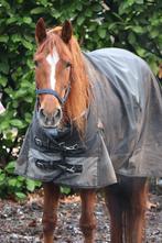 Bijzonder Knappe Ruin 💕, Dieren en Toebehoren, Pony's, Ruin, 3 tot 6 jaar, Onbeleerd, Recreatiepony