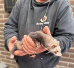 Te koop fretje moertje, Mei, Vrouwelijk