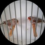 Agaat kobalt rood mozaiek, Dieren en Toebehoren, Meerdere dieren, Kleurkanarie